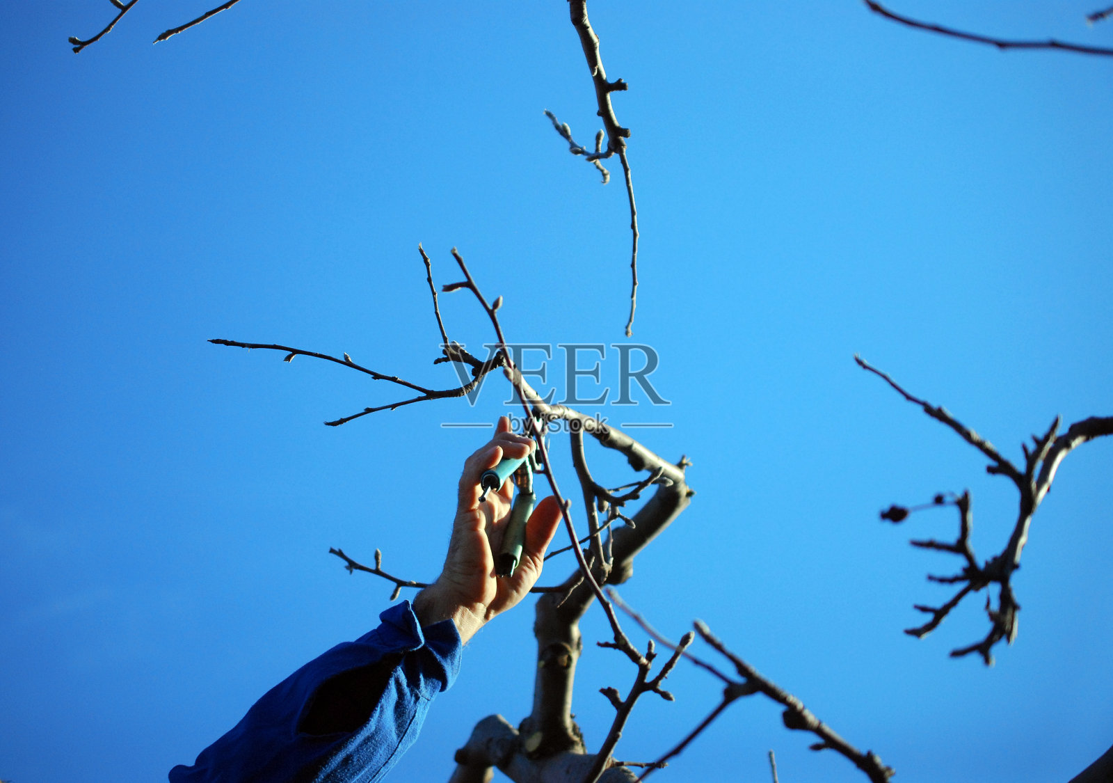 修剪苹果树在三月中旬的形象照片摄影图片