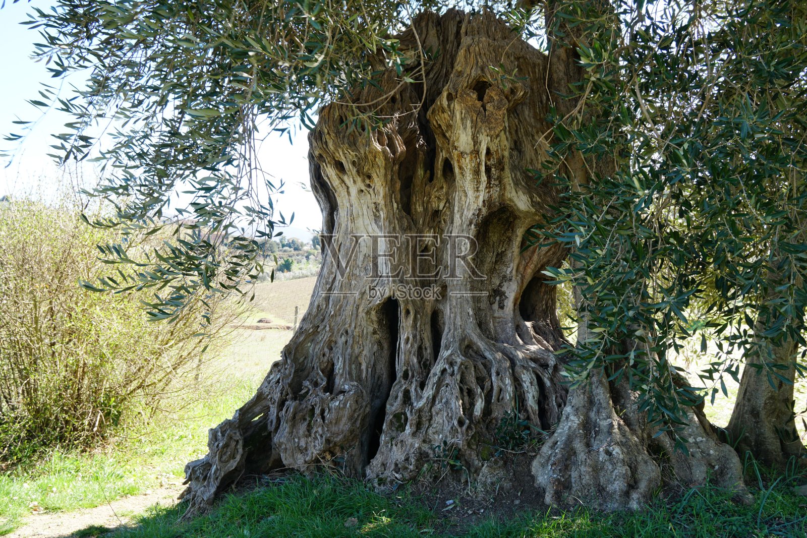 托斯卡纳的一棵老橄榄树照片摄影图片