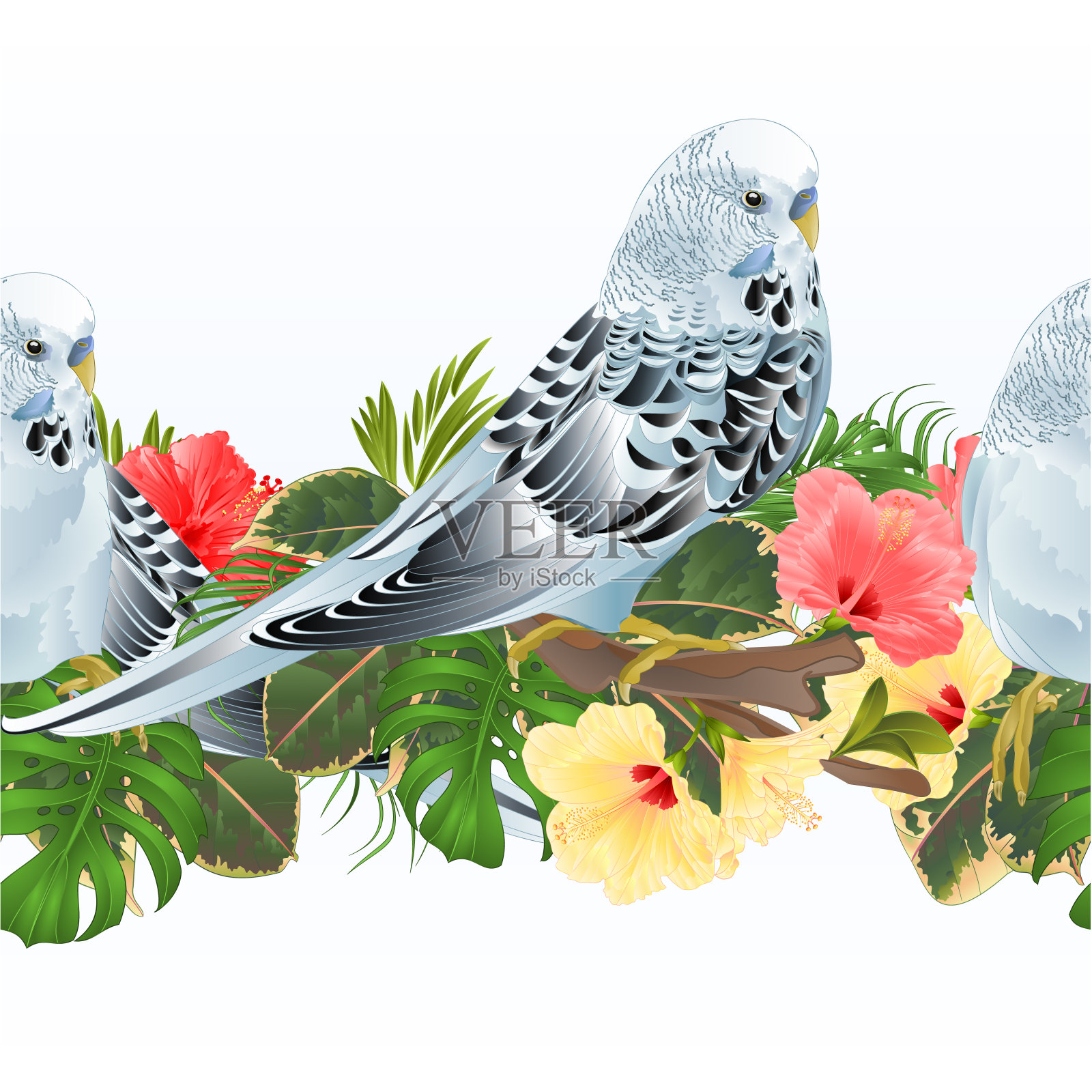 热带边界无缝背景鸟类鹦鹉，蓝色宠物鹦鹉和木槿矢量插图使用在室内设计，艺术品，盘子，贺卡设计元素图片