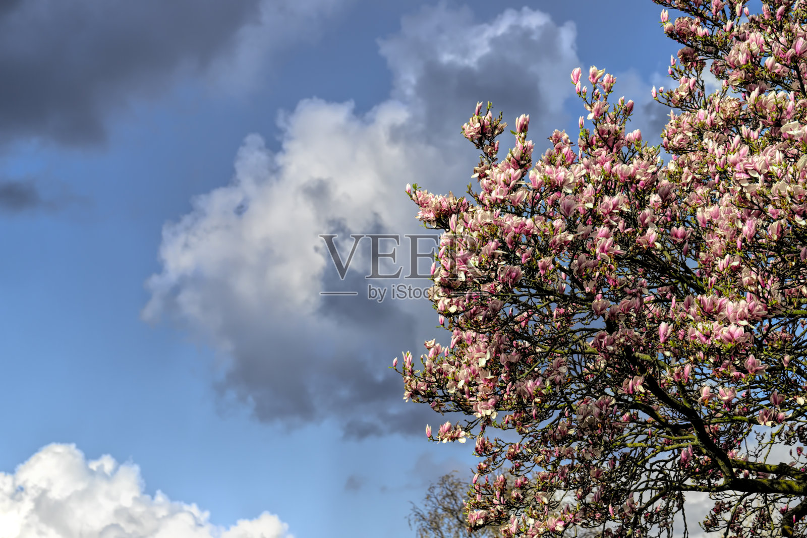壮丽的木兰树肮脏的天气春天的一天照片摄影图片