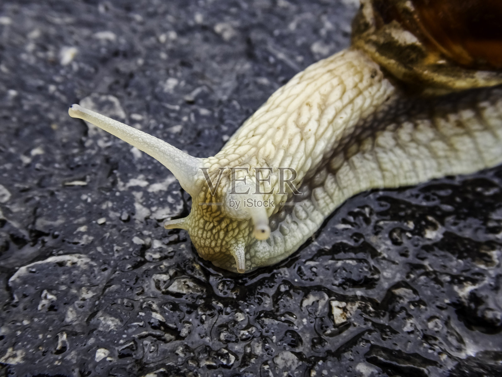 近距离微距拍摄的普通花园蜗牛在沥青柏油路面-宏观上的棕色花园蜗牛的头在潮湿的背景照片摄影图片