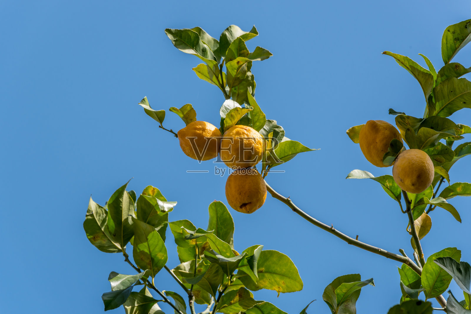 意大利晴朗的蓝天下树上生长的柠檬照片摄影图片