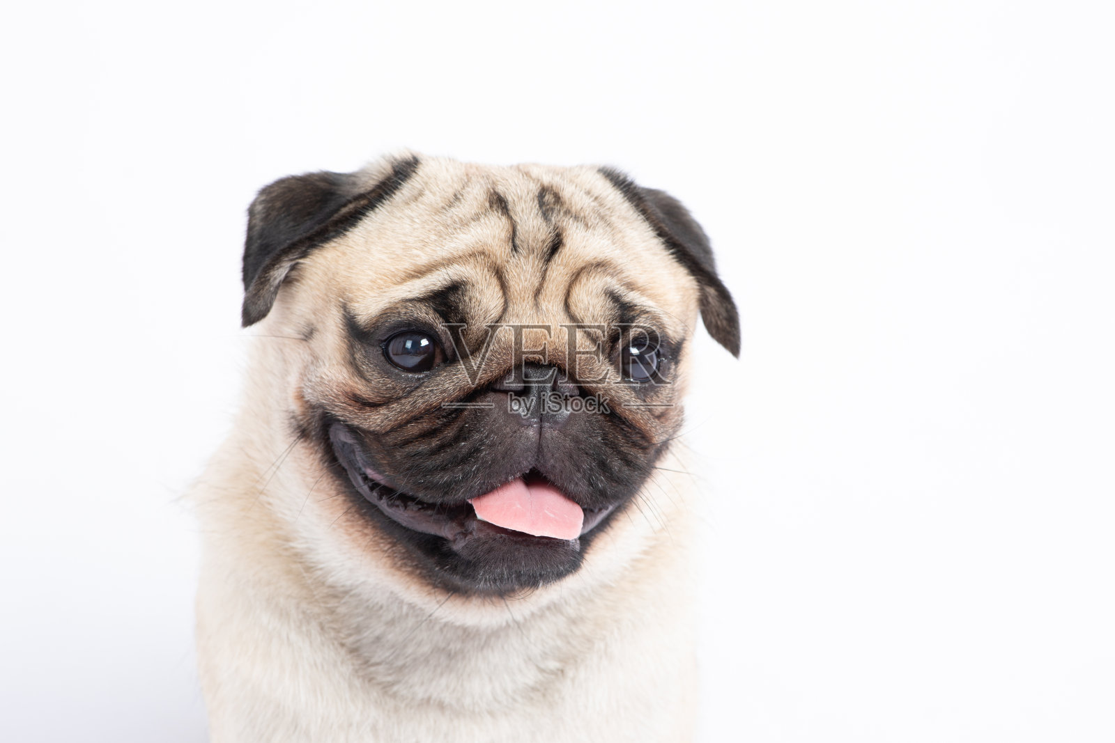 可爱的宠物狗哈巴狗品种微笑与幸福的感觉如此有趣，使严肃的脸孤立在白色的背景，纯种哈巴狗健康的概念照片摄影图片