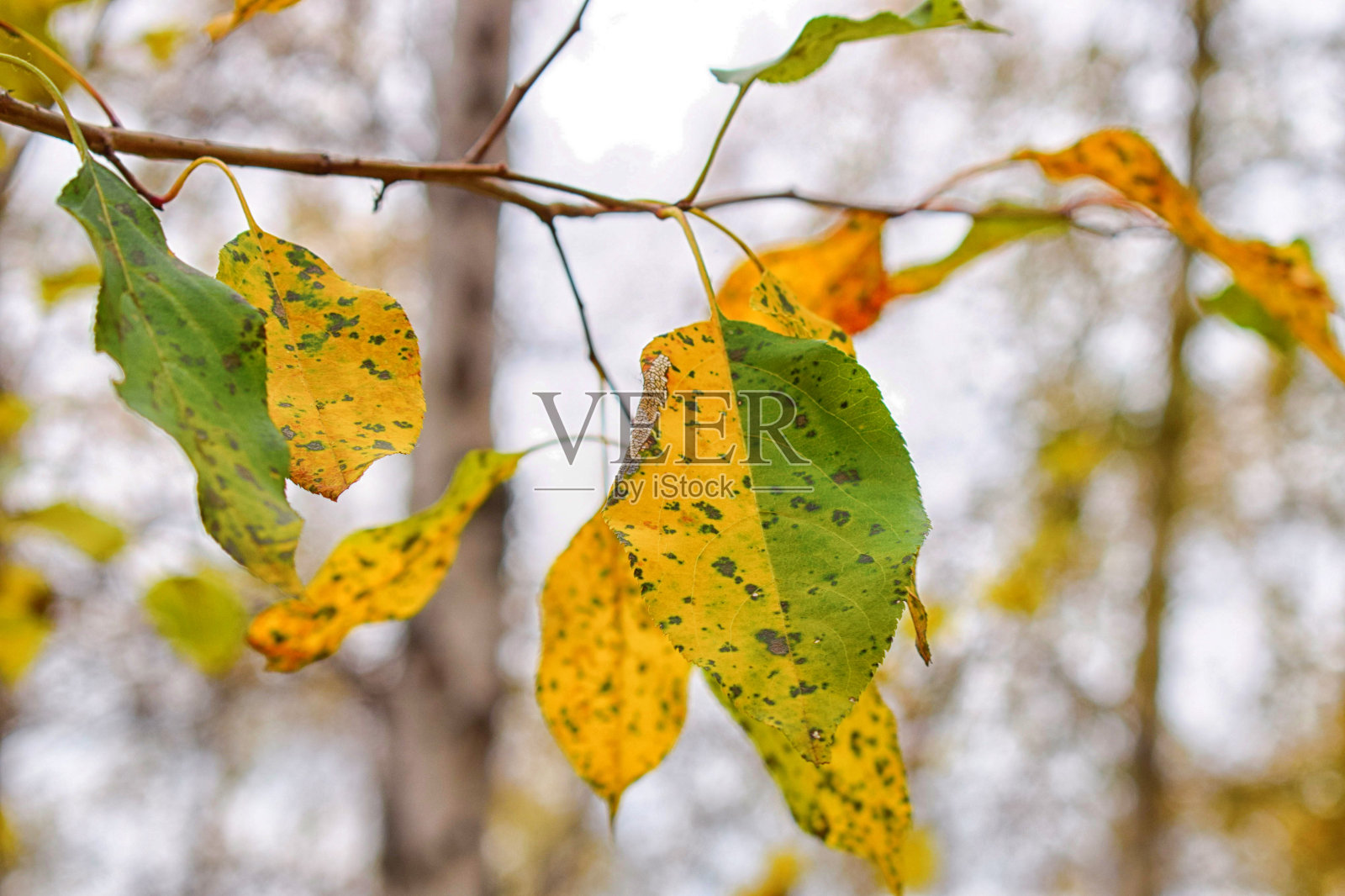 在俄罗斯森林的秋天桦树的双色的叶子照片摄影图片