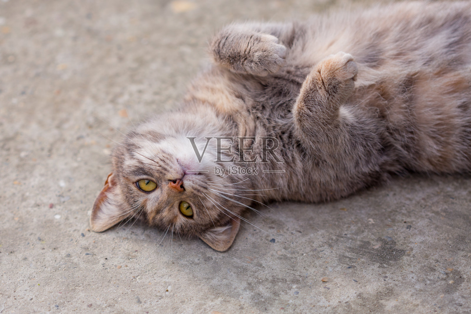 小灰猫仰面躺在水泥地上。照片摄影图片