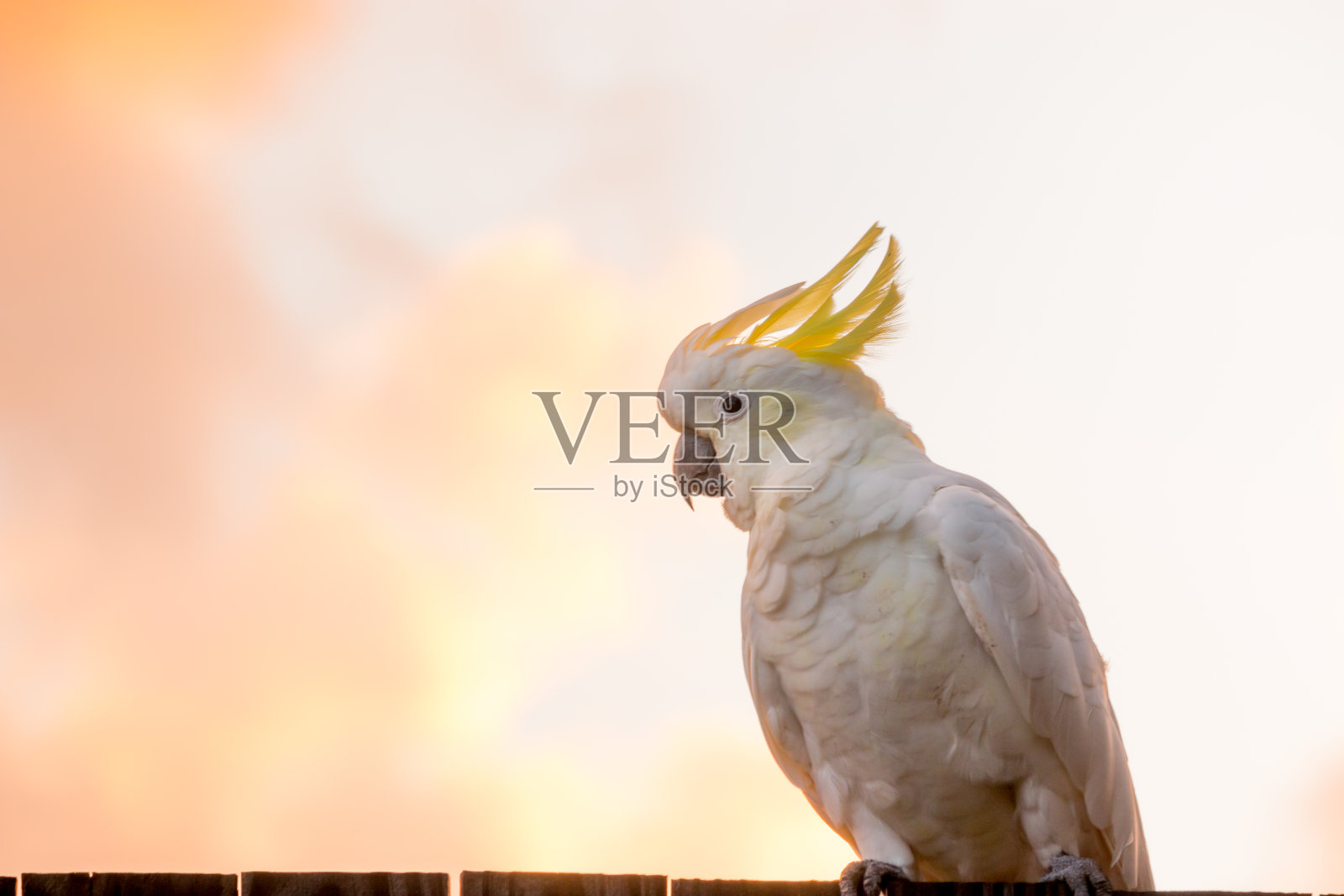 雄性凤头鹦鹉白色鹦鹉栖息在树枝与橙色和粉红色的天空云彩阳光鸟日出美丽的早晨澳大利亚黄金海岸照片摄影图片