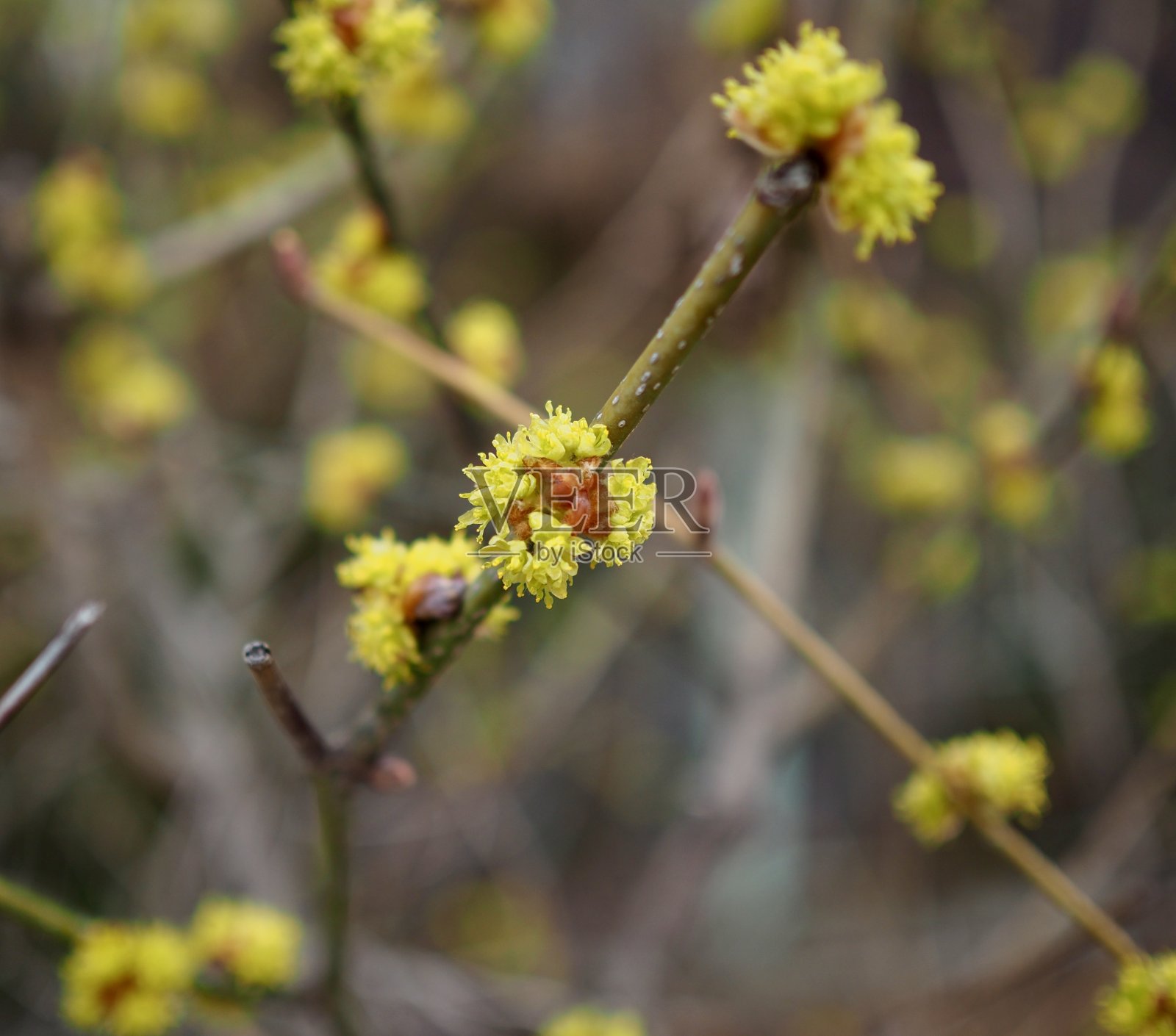三月春天的花蕾照片摄影图片