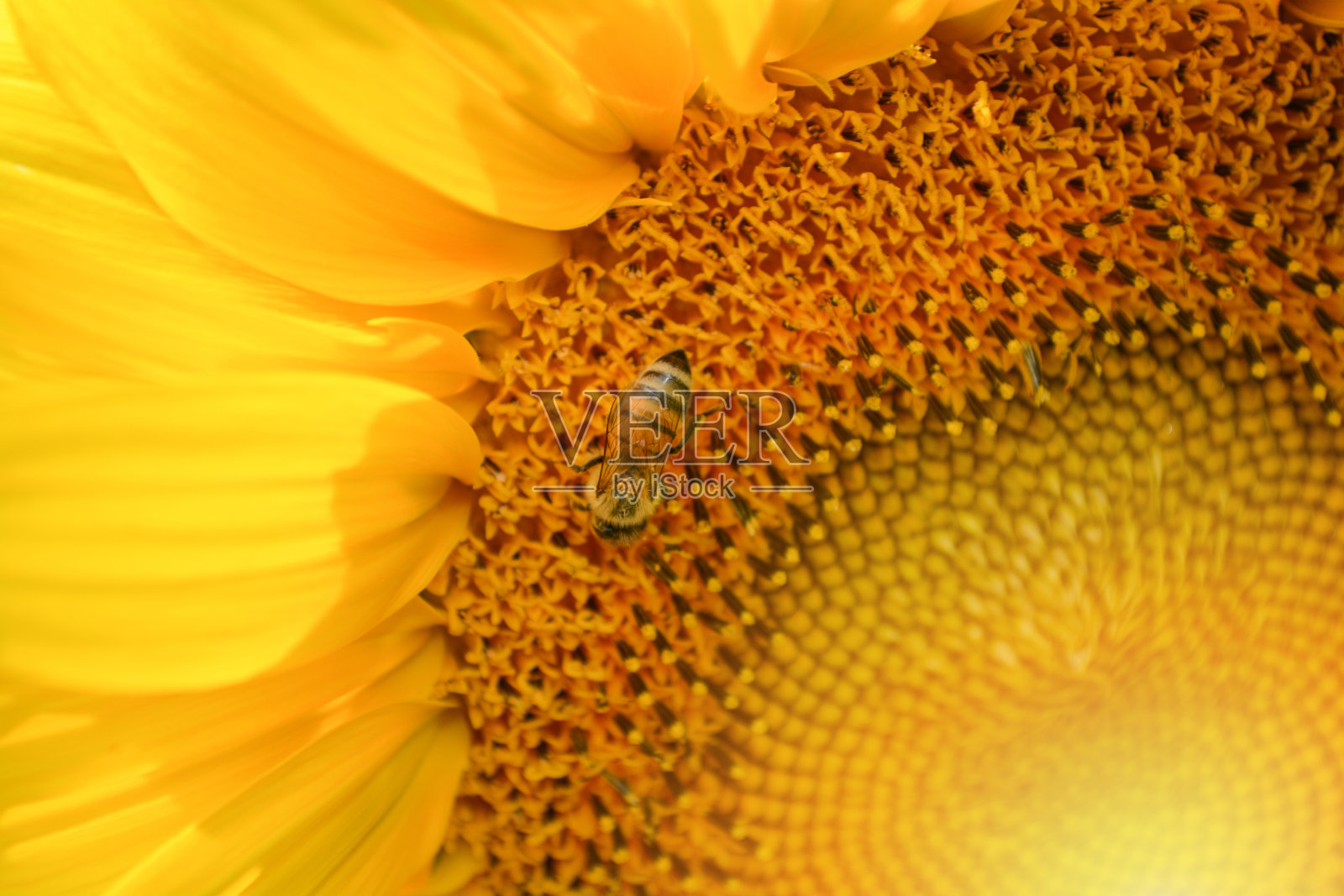 春天花园中，向日葵和昆虫蜜蜂在花粉花上的特写照片摄影图片