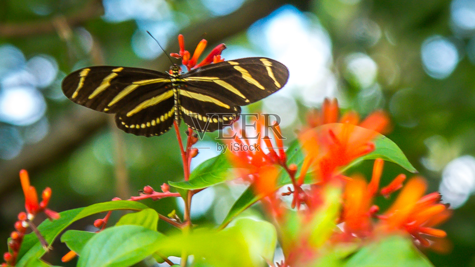 斑马Longwing蝴蝶照片摄影图片