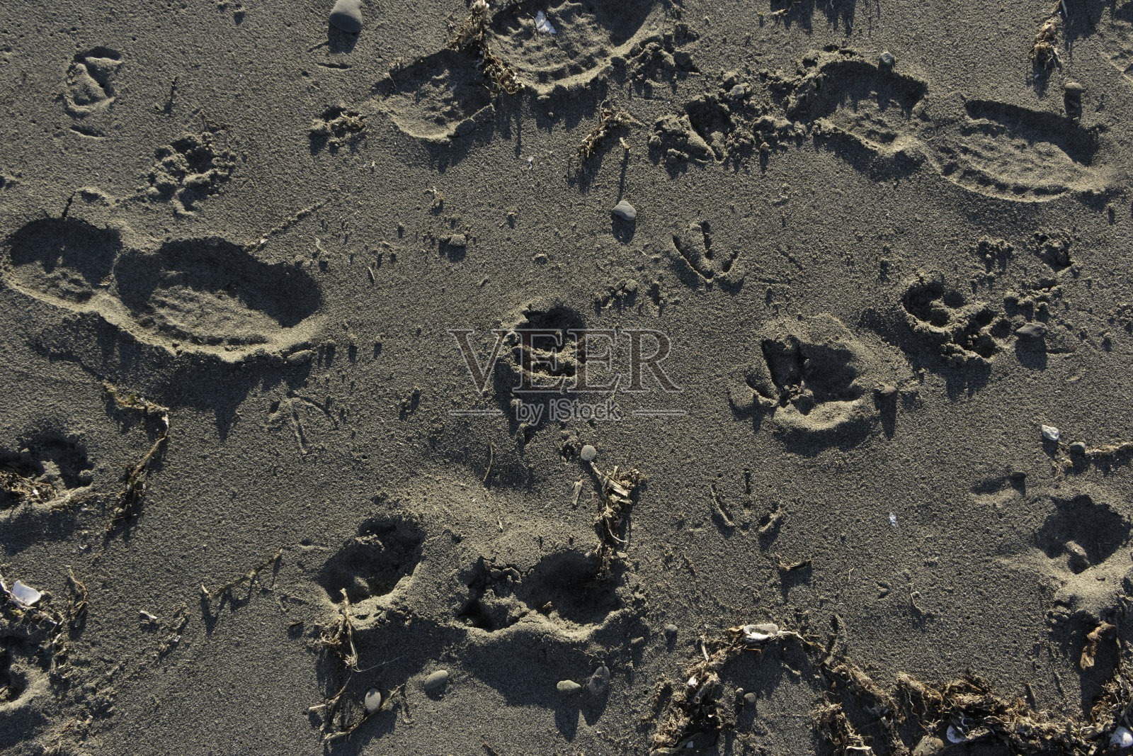 沙滩沙子纹理/背景与人类，狗，和海鸥的脚印。照片摄影图片