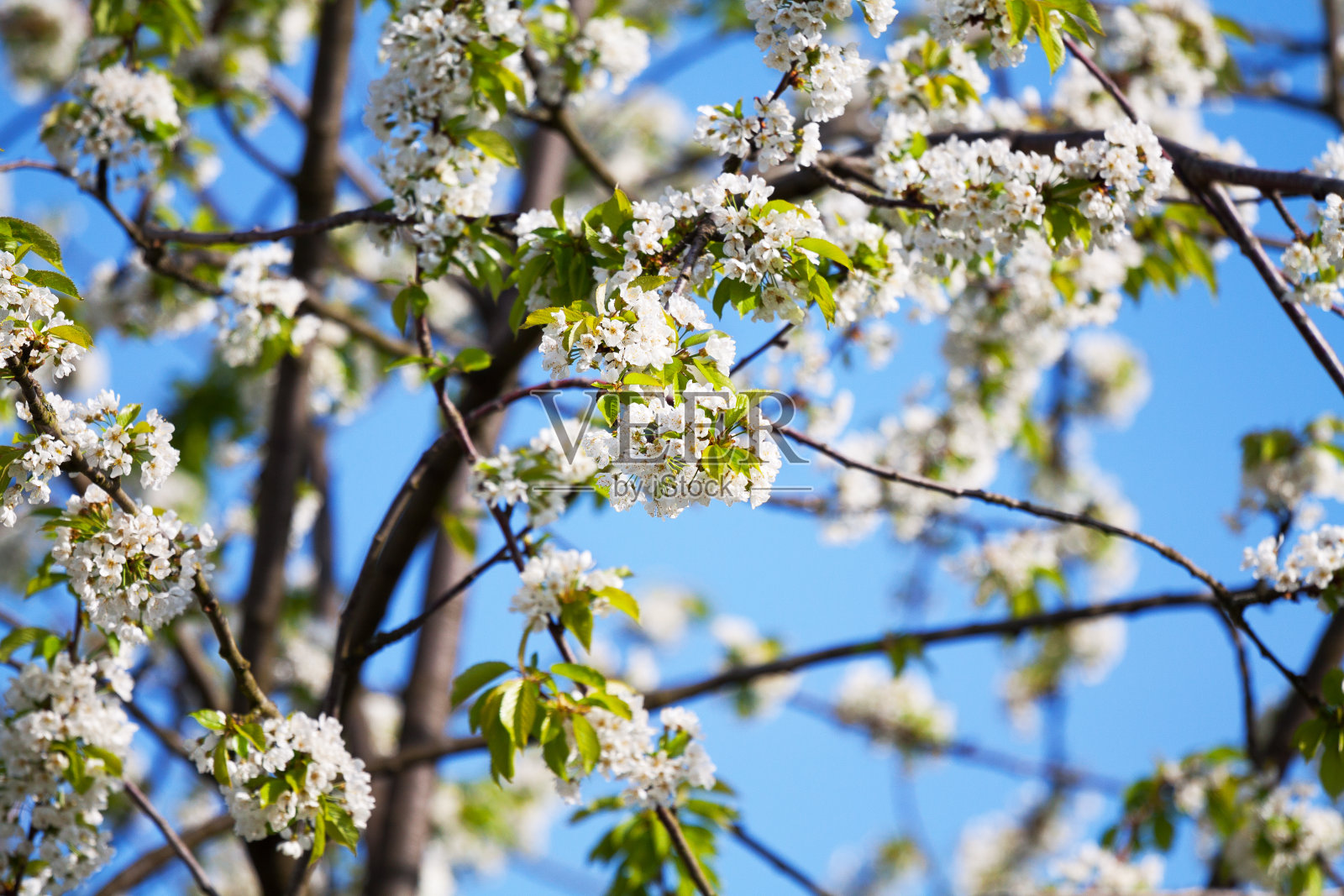 樱桃树的枝条和花朵照片摄影图片