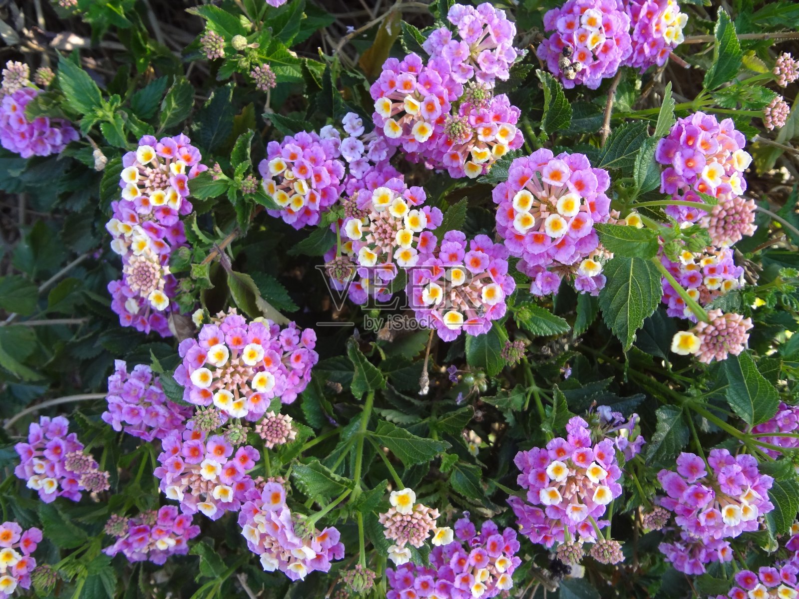 在亚利桑那州春天盛开的彩色花朵的兰塔纳灌木的特写照片摄影图片