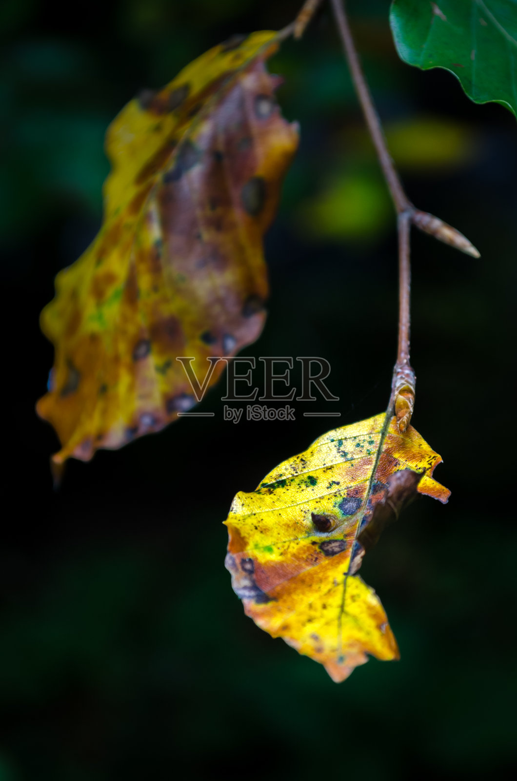 秋天的树枝与五颜六色的树叶在森林里。秋天横幅照片摄影图片