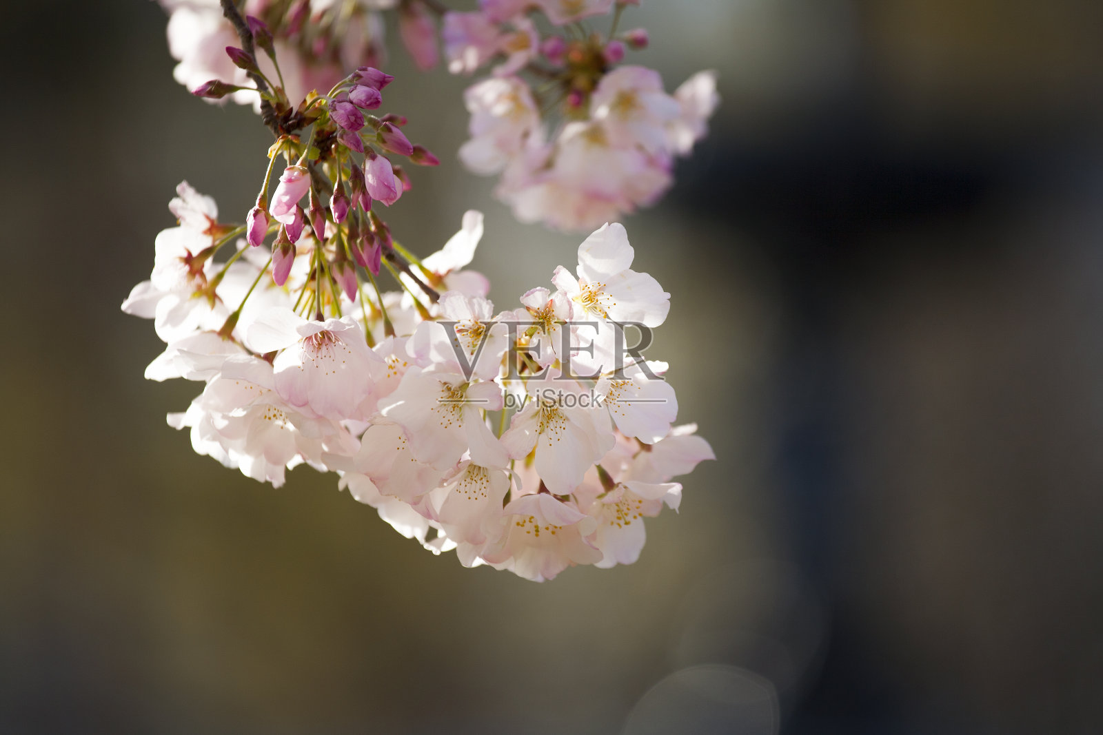 春天，一棵开花的树上开着粉红色和白色的花照片摄影图片