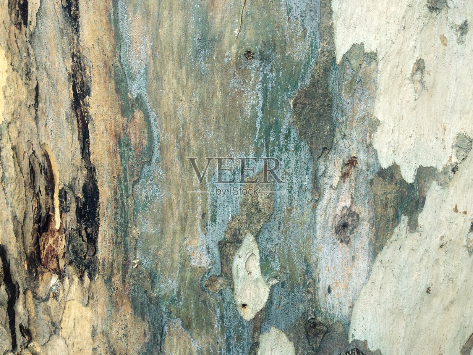 桉树树皮为背景，木材纹理，木材背景照片摄影图片