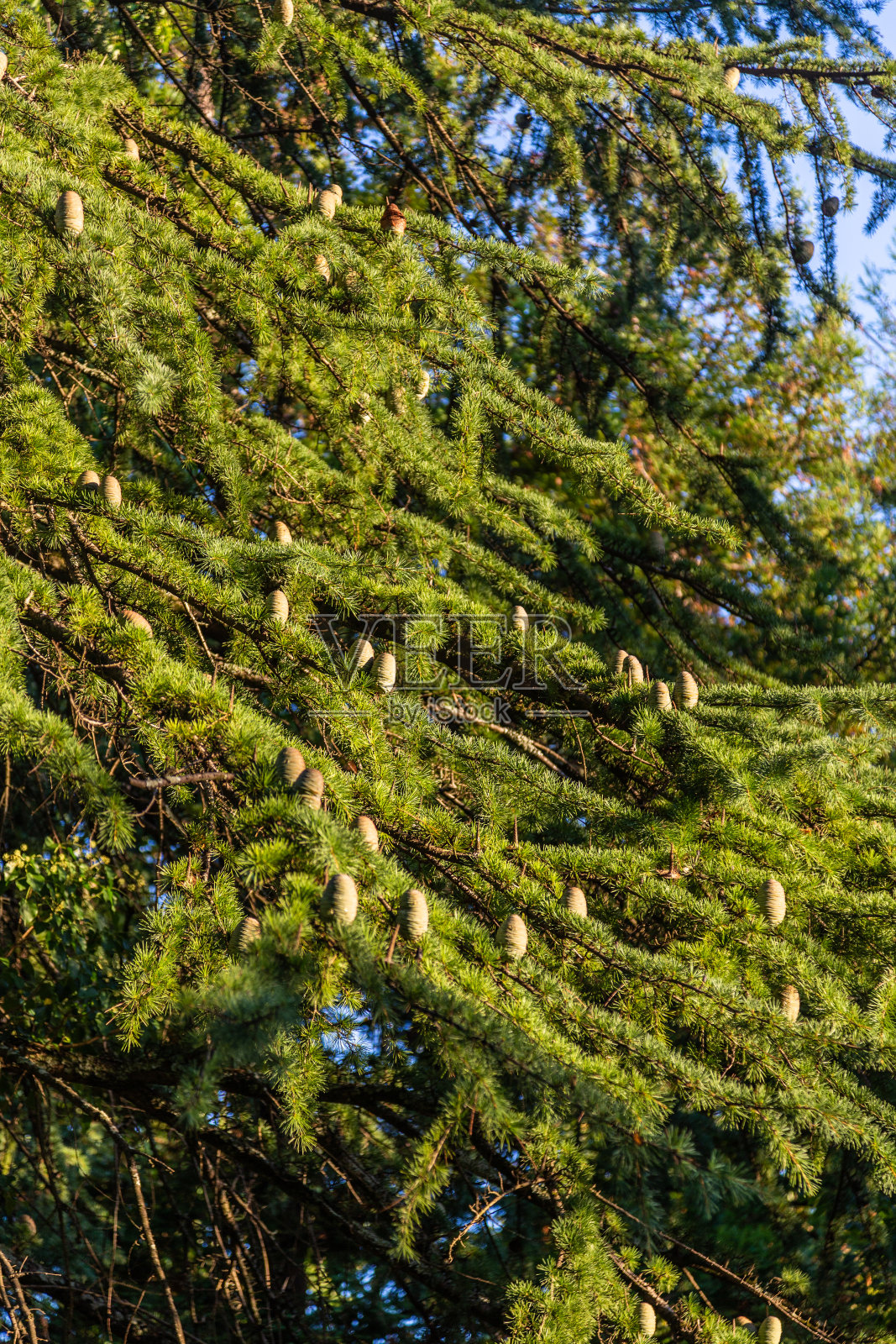 松果，松果一种松树的球果，在阳光的照射下在索契植物园的树枝上伸出来。俄罗斯照片摄影图片