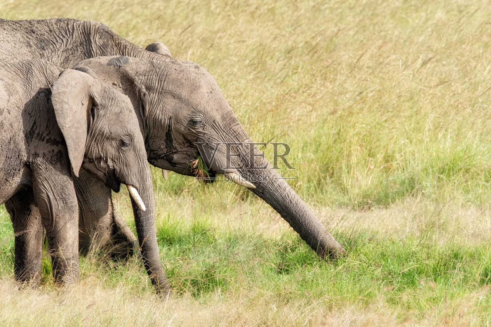 非洲象在吃马赛马拉茂盛的绿草照片摄影图片
