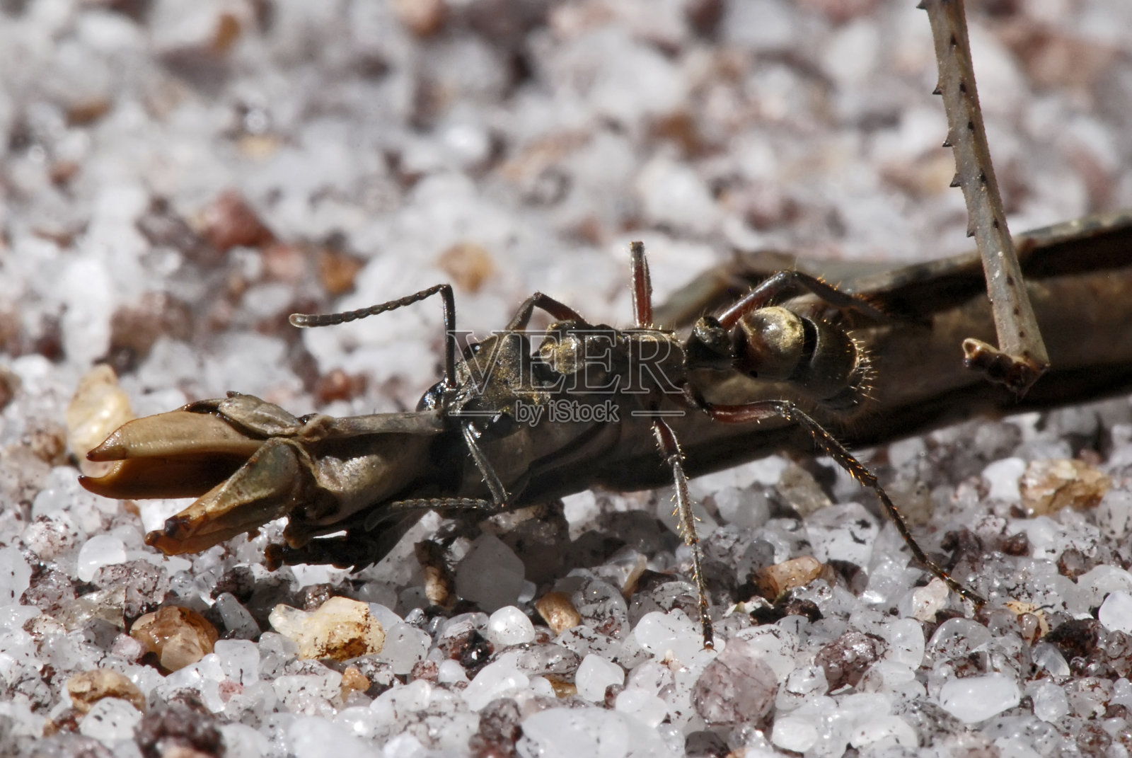 圣埃斯皮里托的瓜拉帕里拍摄的蚂蚁绒毛和竹节虫照片摄影图片