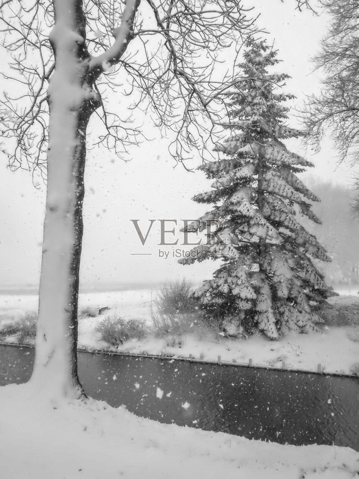 荷兰的树木被新下的雪覆盖着照片摄影图片