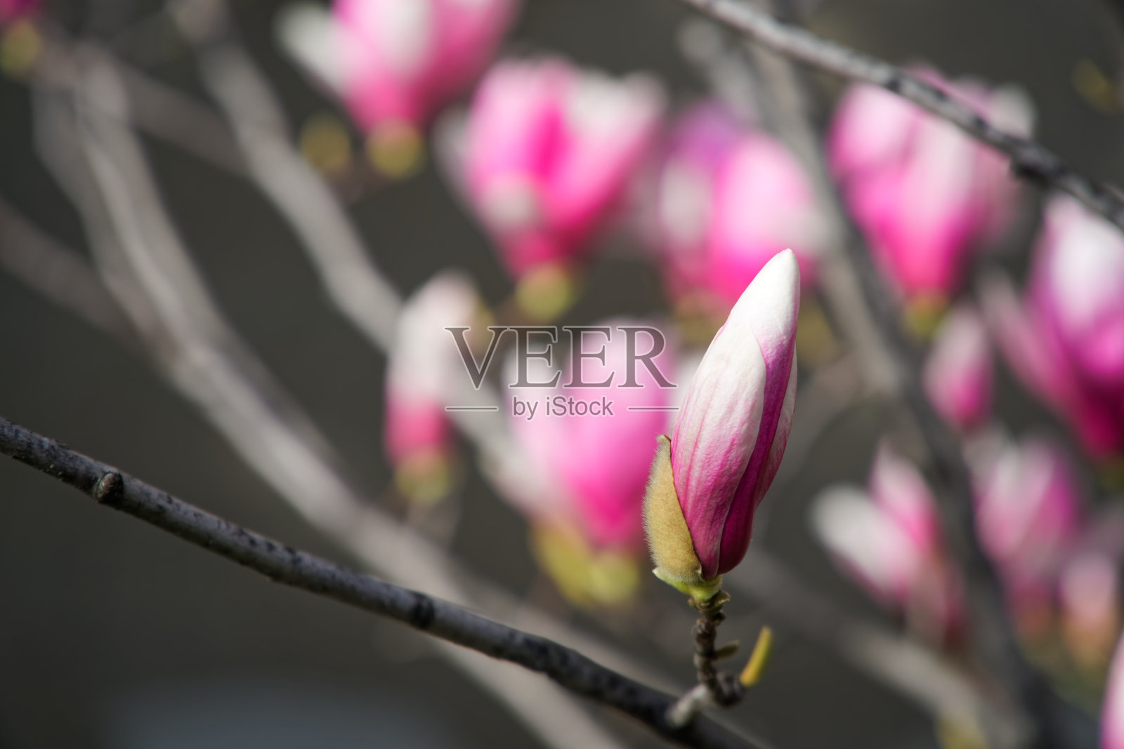 玉兰花蕾，粉红色的树花，拢枝，户外。照片摄影图片