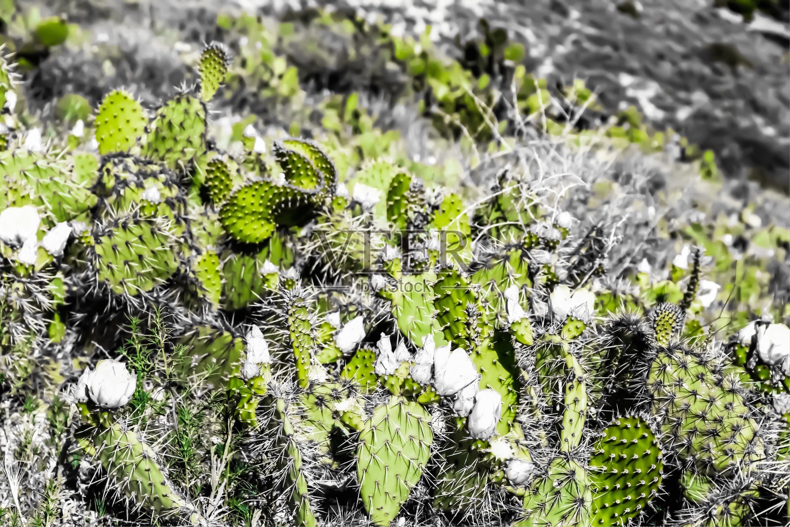 纹理绿色的仙人掌在沙漠中开着白色的花照片摄影图片