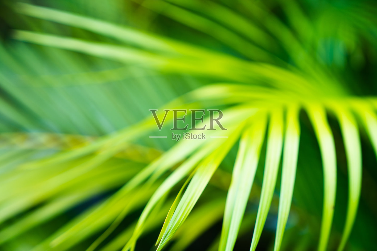 棕榈树叶。热带树木的背景照片摄影图片