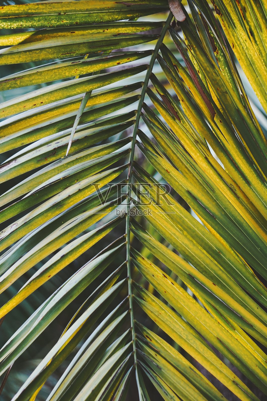 棕榈树叶子纹理照片摄影图片