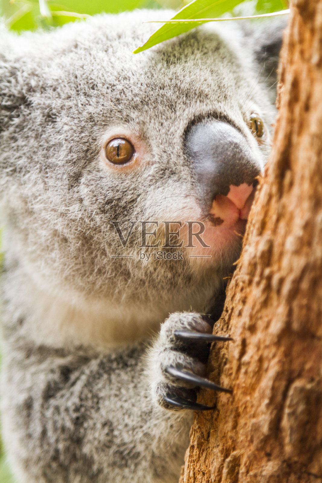 澳洲桉树上的野生考拉照片摄影图片