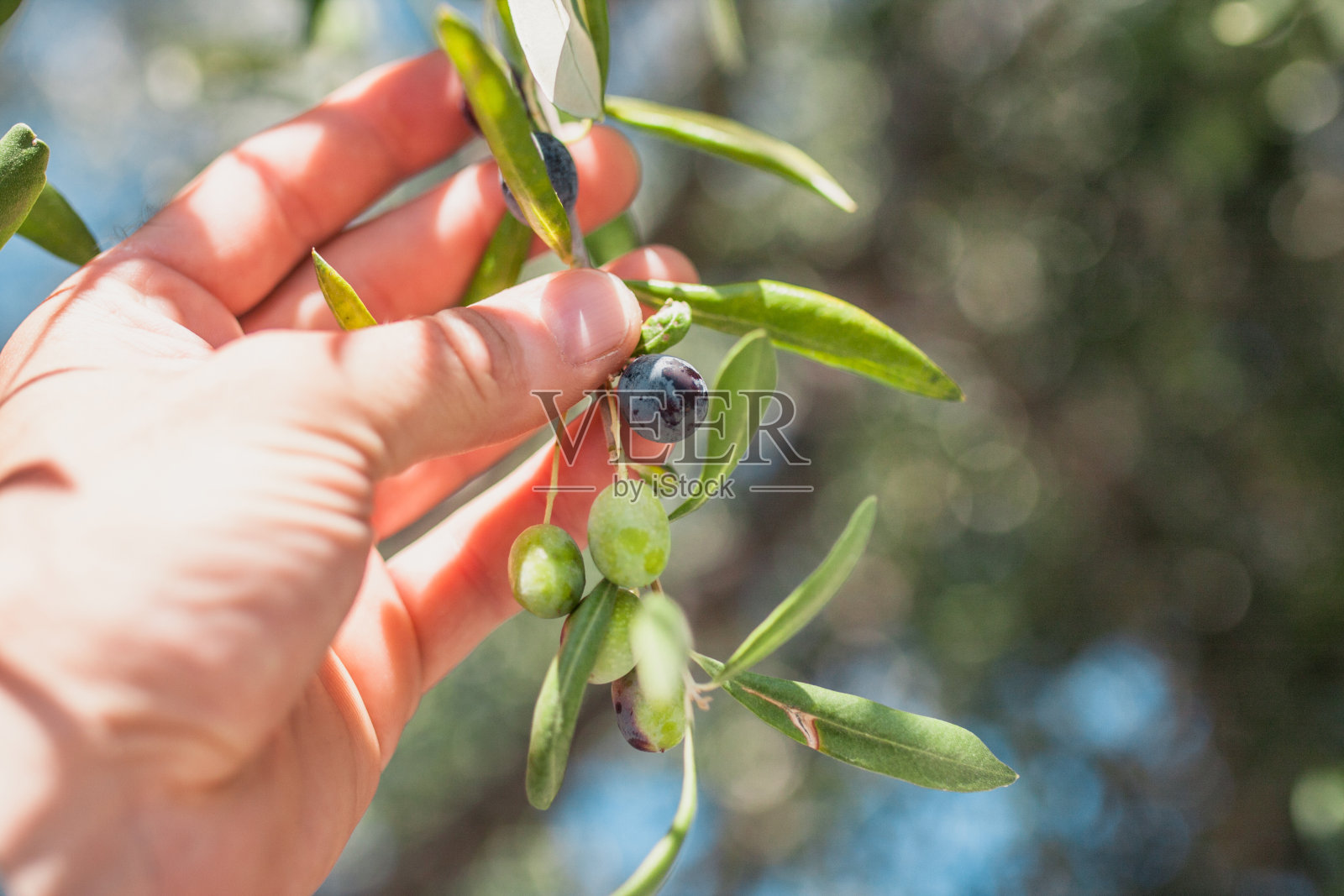 农民展示成熟的橄榄在树-选择焦点-拷贝空间照片摄影图片