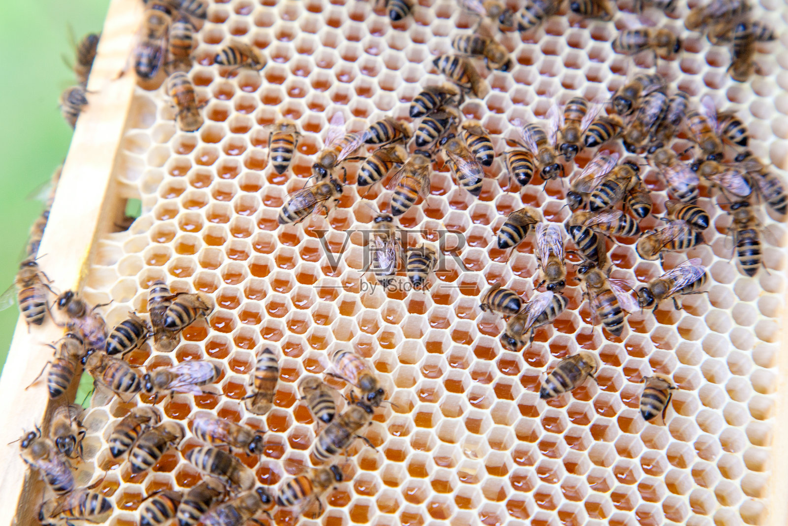 近距离观察工作的蜜蜂在蜂窝与甜蜜的蜂蜜。照片摄影图片