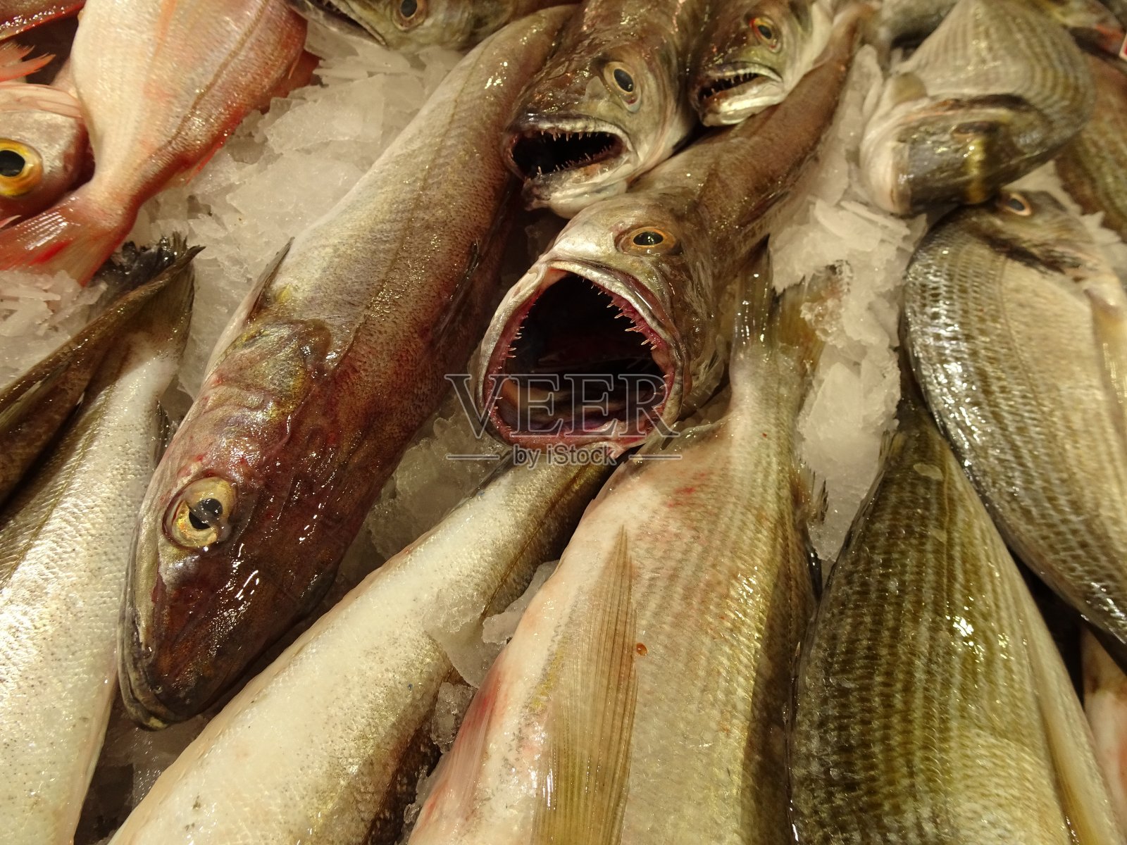 葡萄牙传统养鱼场Loulé照片摄影图片