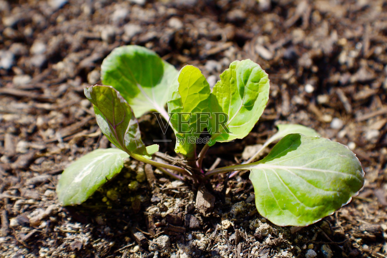 球芽甘蓝植物在土壤中的特写照片摄影图片