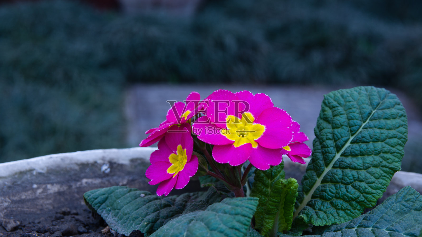 花园粉红紫色花朵照片摄影图片