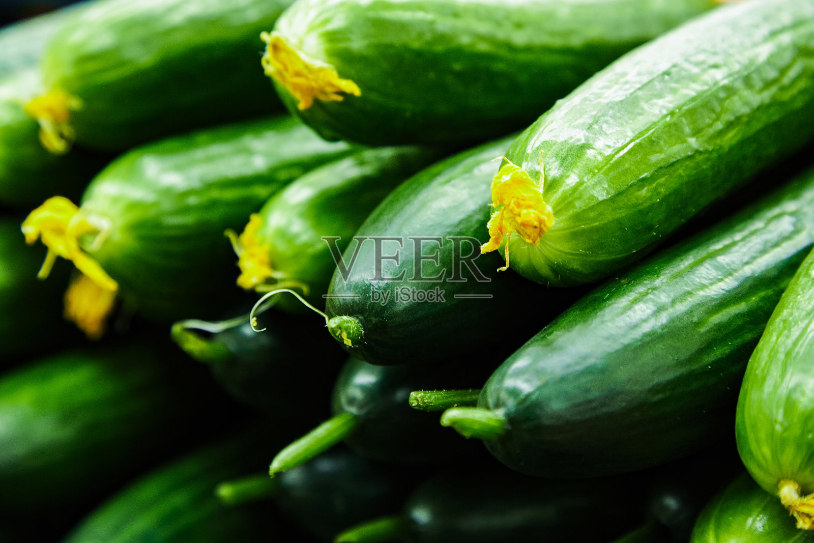 新鲜生绿黄瓜照片摄影图片
