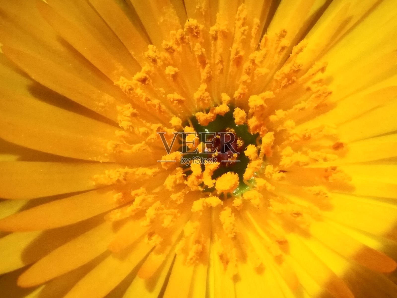 冰植物-明亮充满活力的黄色颜色-美丽的春天照片摄影图片