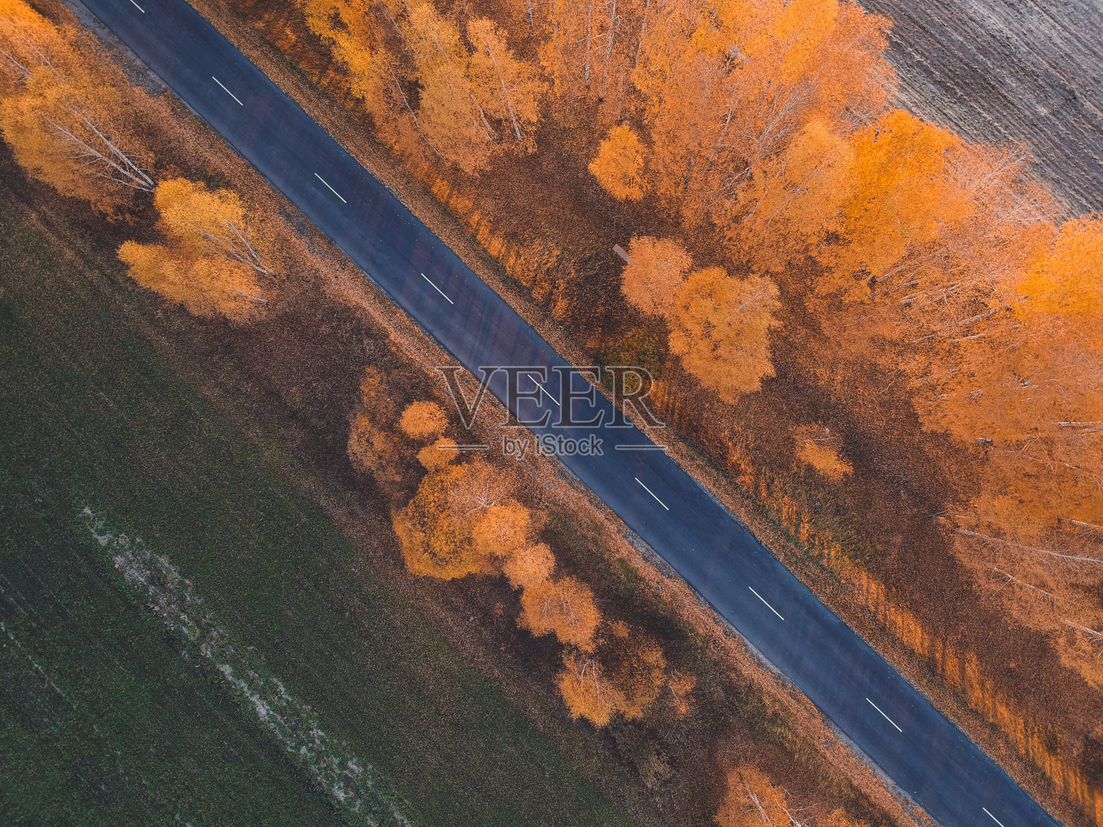 在秋日的桦树林中，从四轴飞行器的高度照片摄影图片