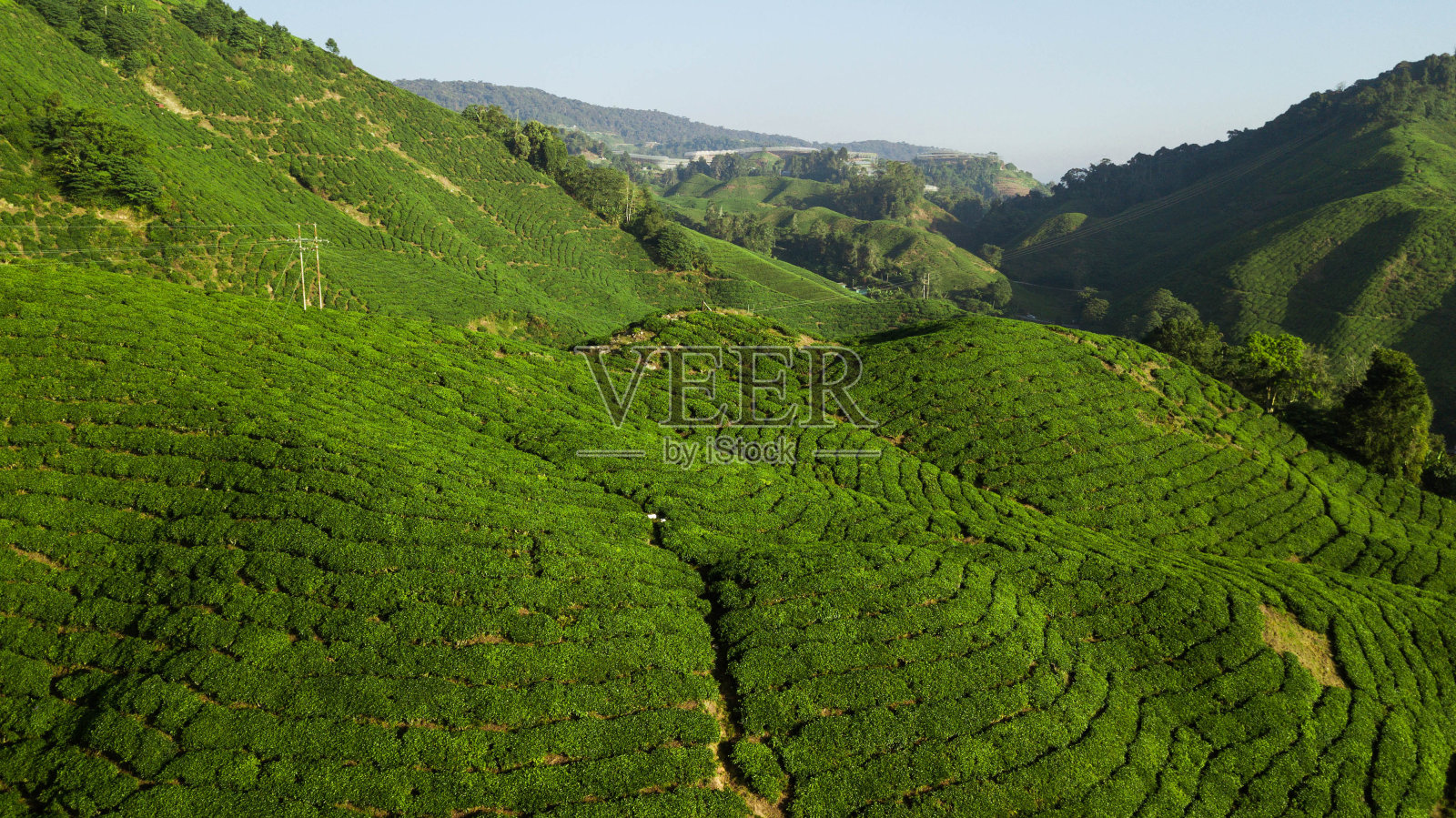 美丽的绿色风景的茶园在卡梅伦高地，马来西亚照片摄影图片