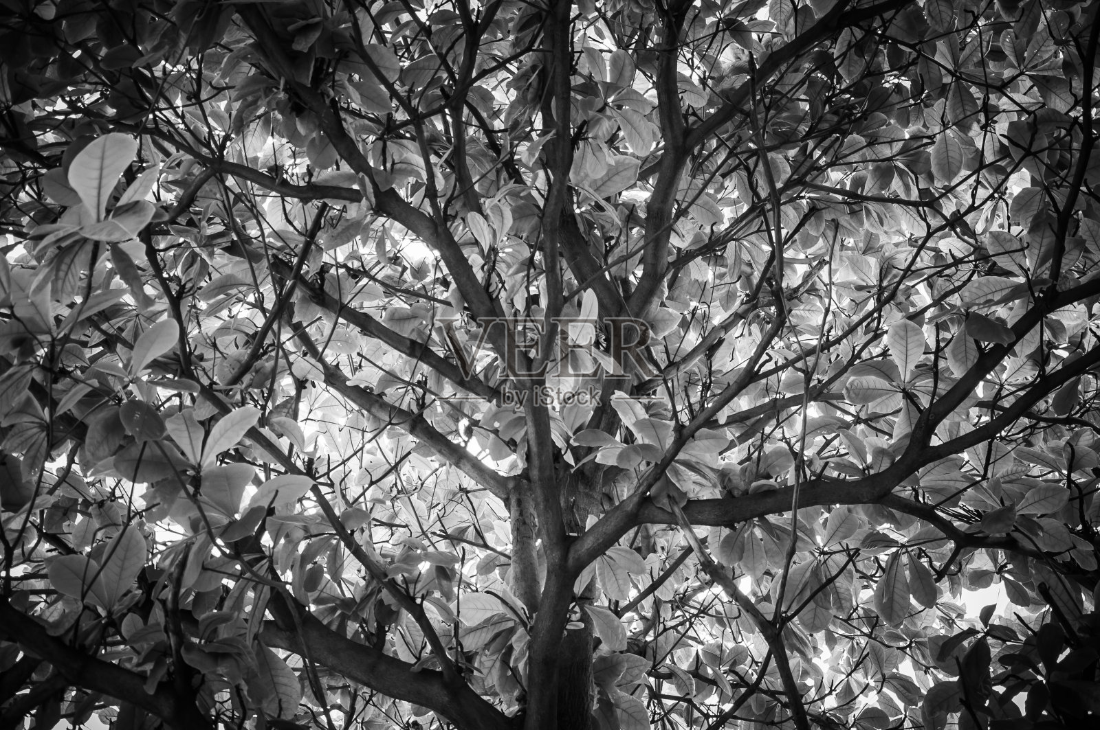 树木的叶子黑白图案，背景照片摄影图片