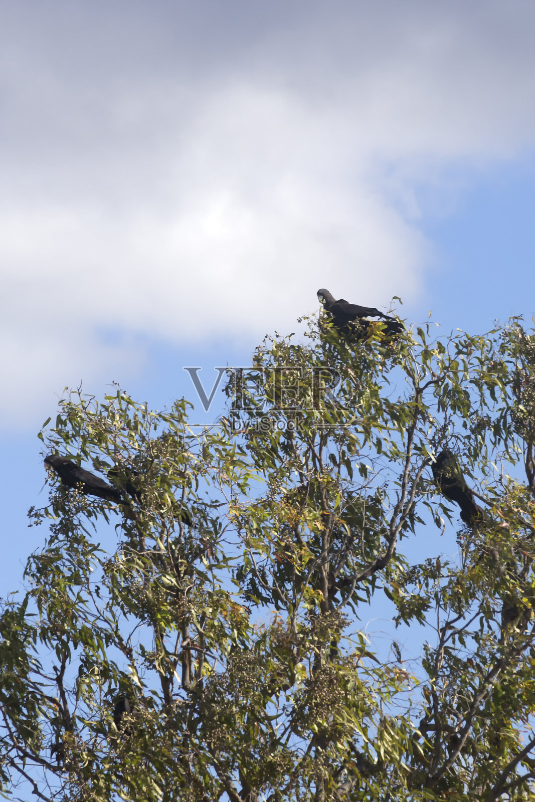 红尾黑凤头鹦鹉在澳大利亚热带北昆士兰阿瑟顿高地的一棵树上照片摄影图片
