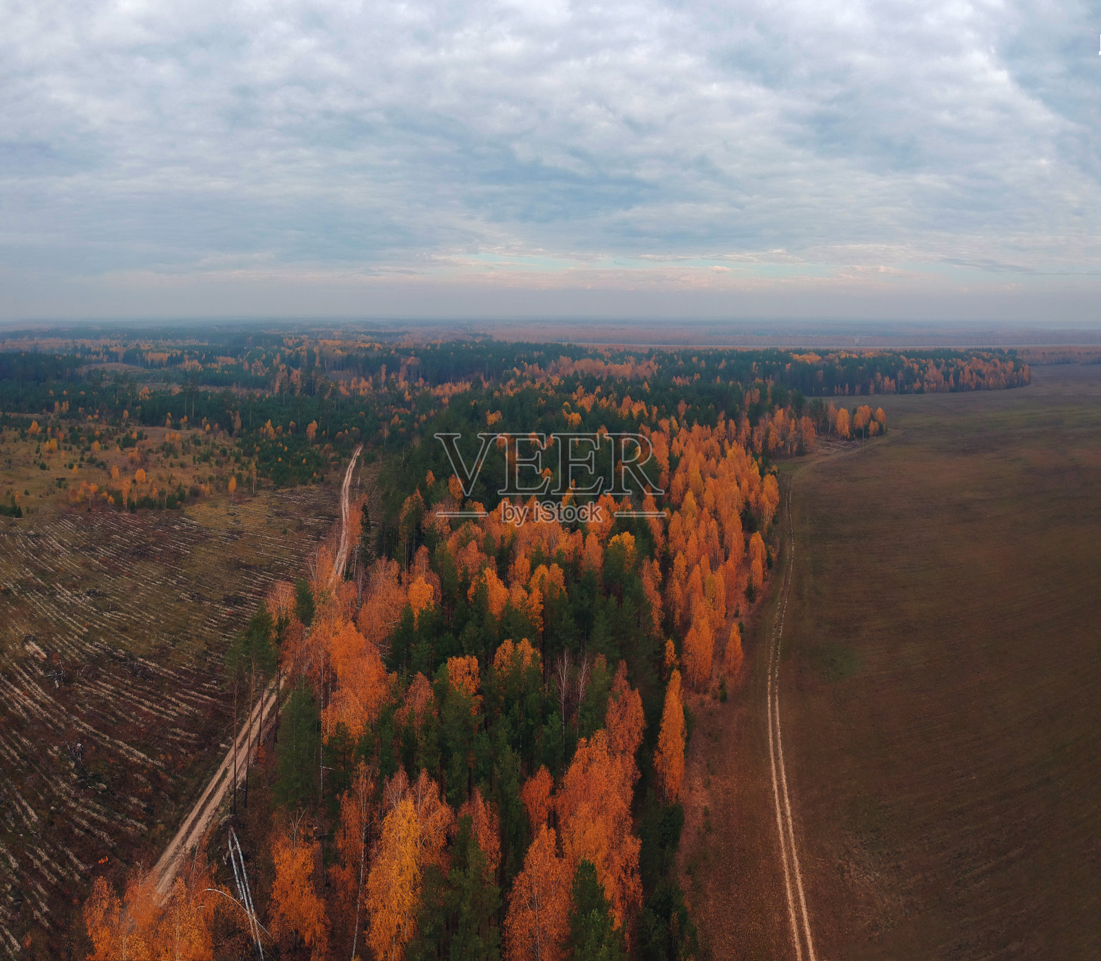 在秋日的桦树林中，从四轴飞行器的高度照片摄影图片