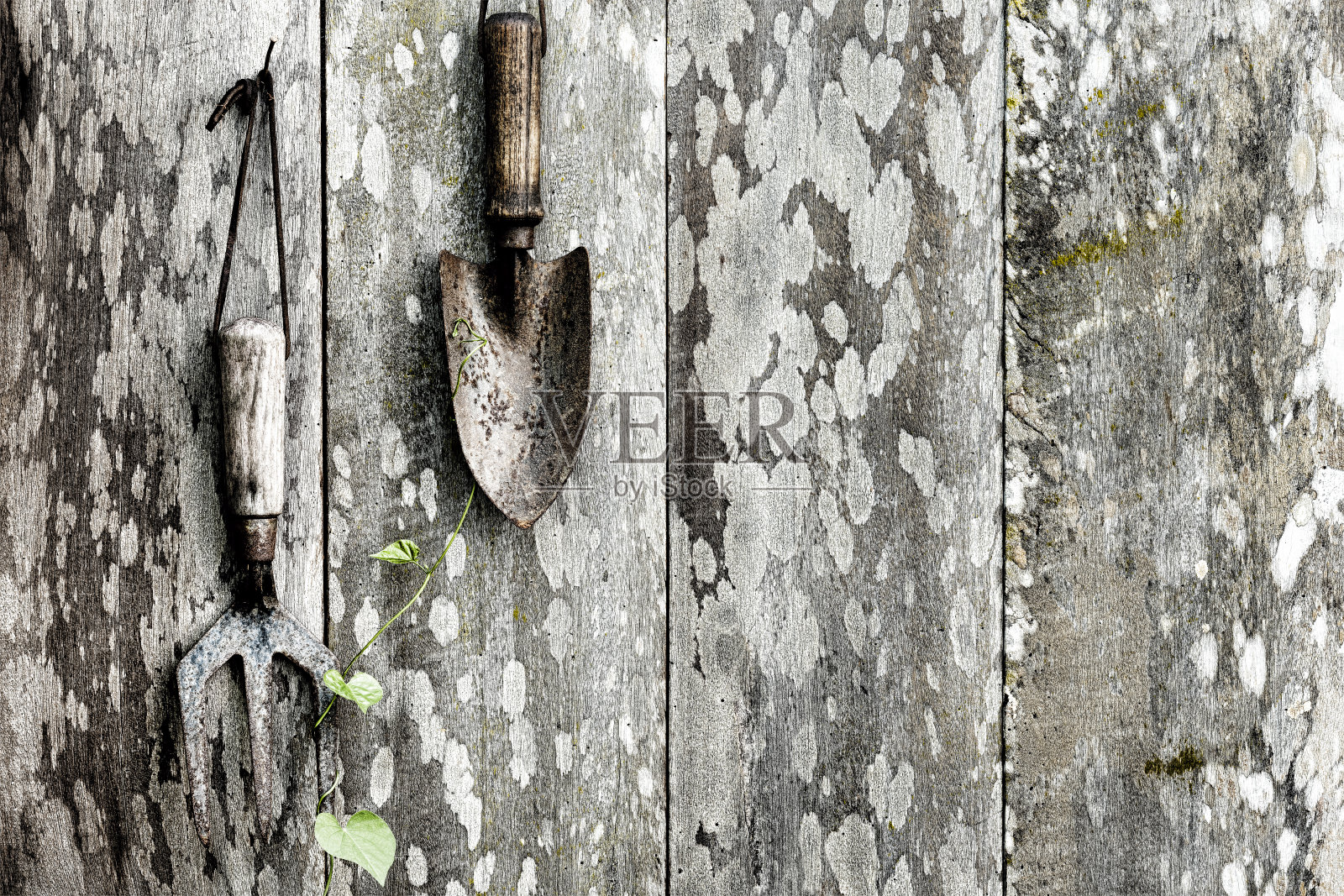 古老的生锈的花园泥铲和叉子挂在锈迹斑斑的铁钉上，上面是一个久经风霜、覆盖着青苔的木制花园篱笆，篱笆上爬满了杂草。照片摄影图片