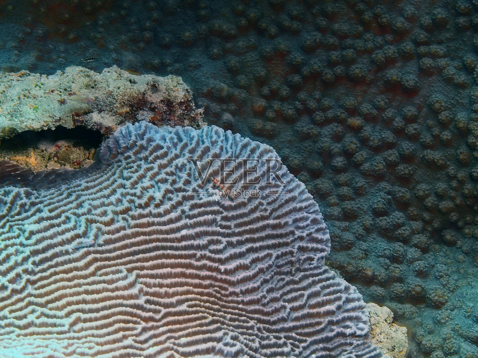 石珊瑚照片摄影图片