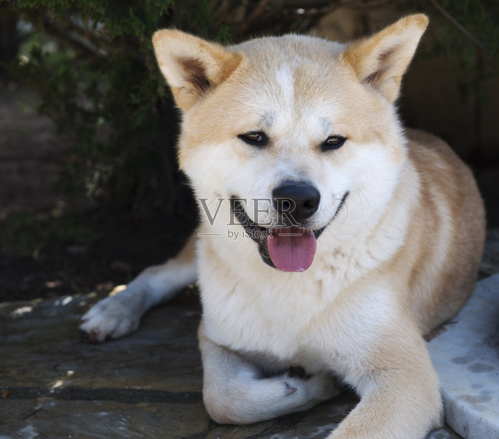 秋田犬的狗照片摄影图片