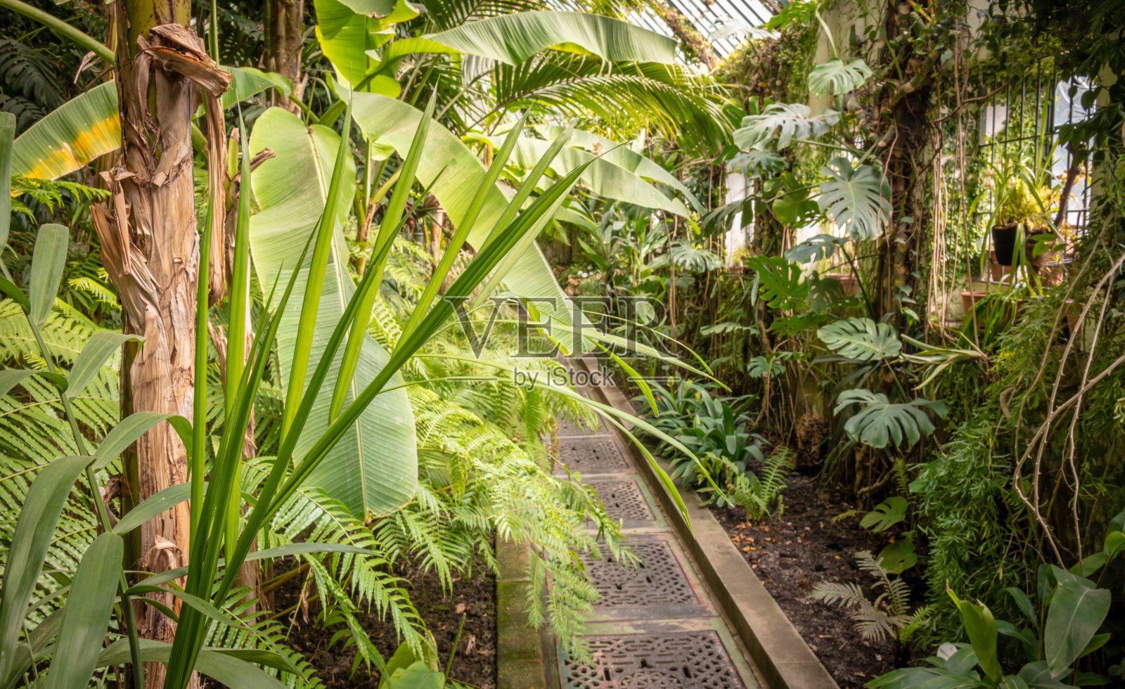 玻璃房子里的热带植物照片摄影图片