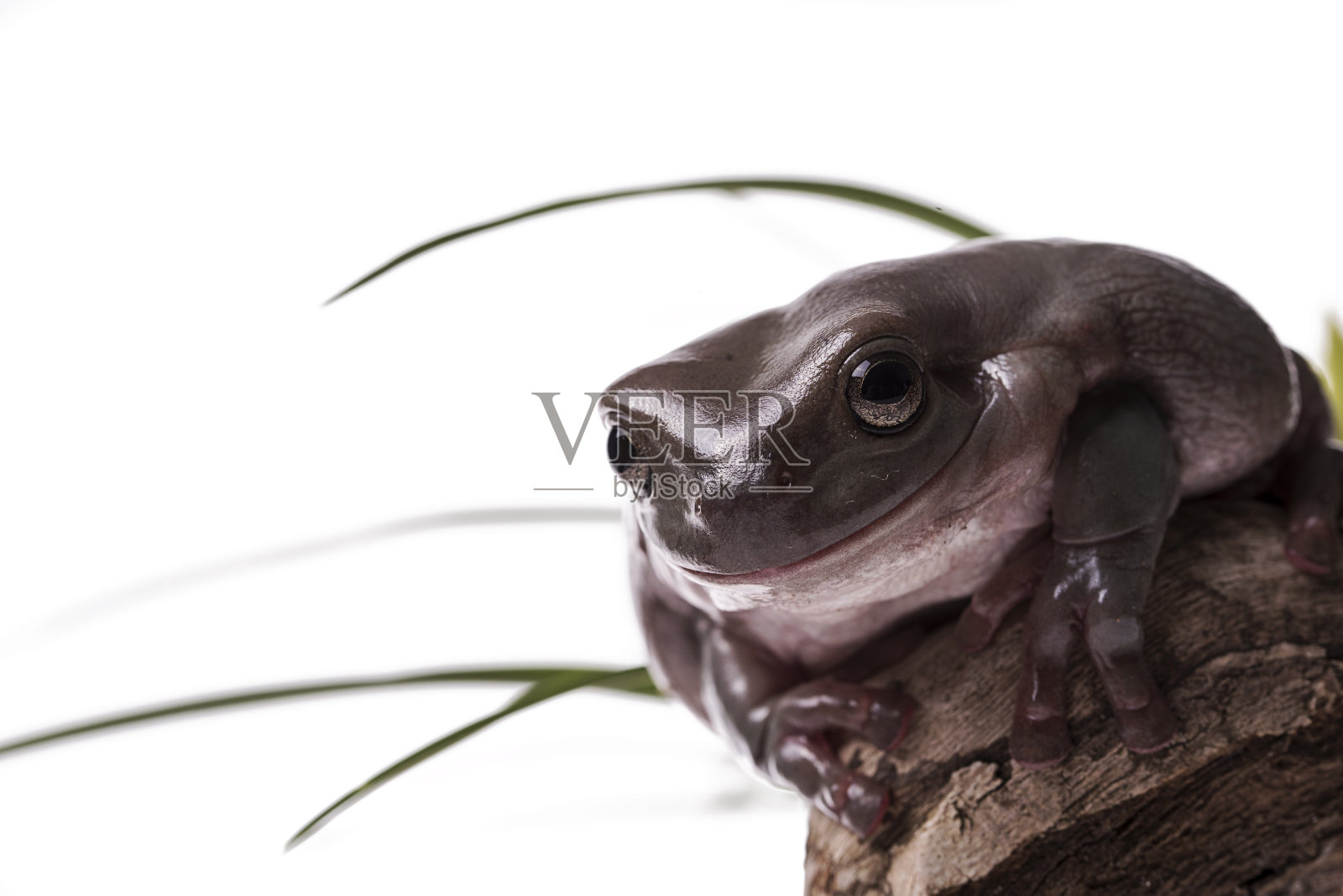 澳大利亚绿色树蛙或矮胖树蛙照片摄影图片