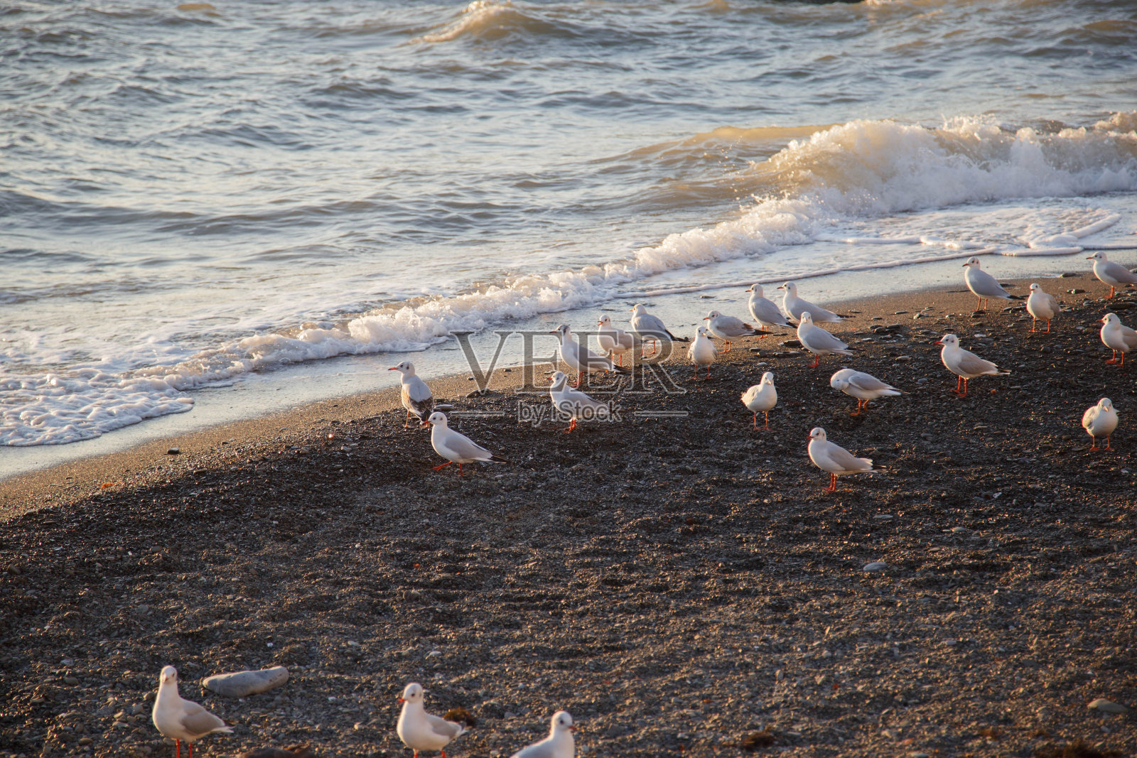 索契黑海上的海鸥。照片摄影图片