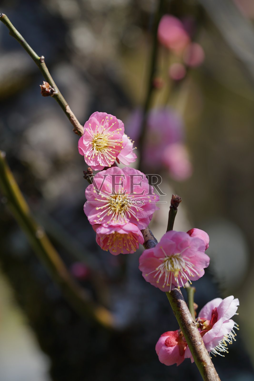 梅子色的“Gyokuken”淡粉色照片摄影图片