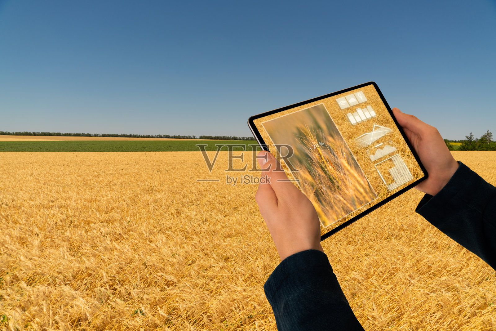 一个农民在麦田的背景上拿着一块写字板照片摄影图片