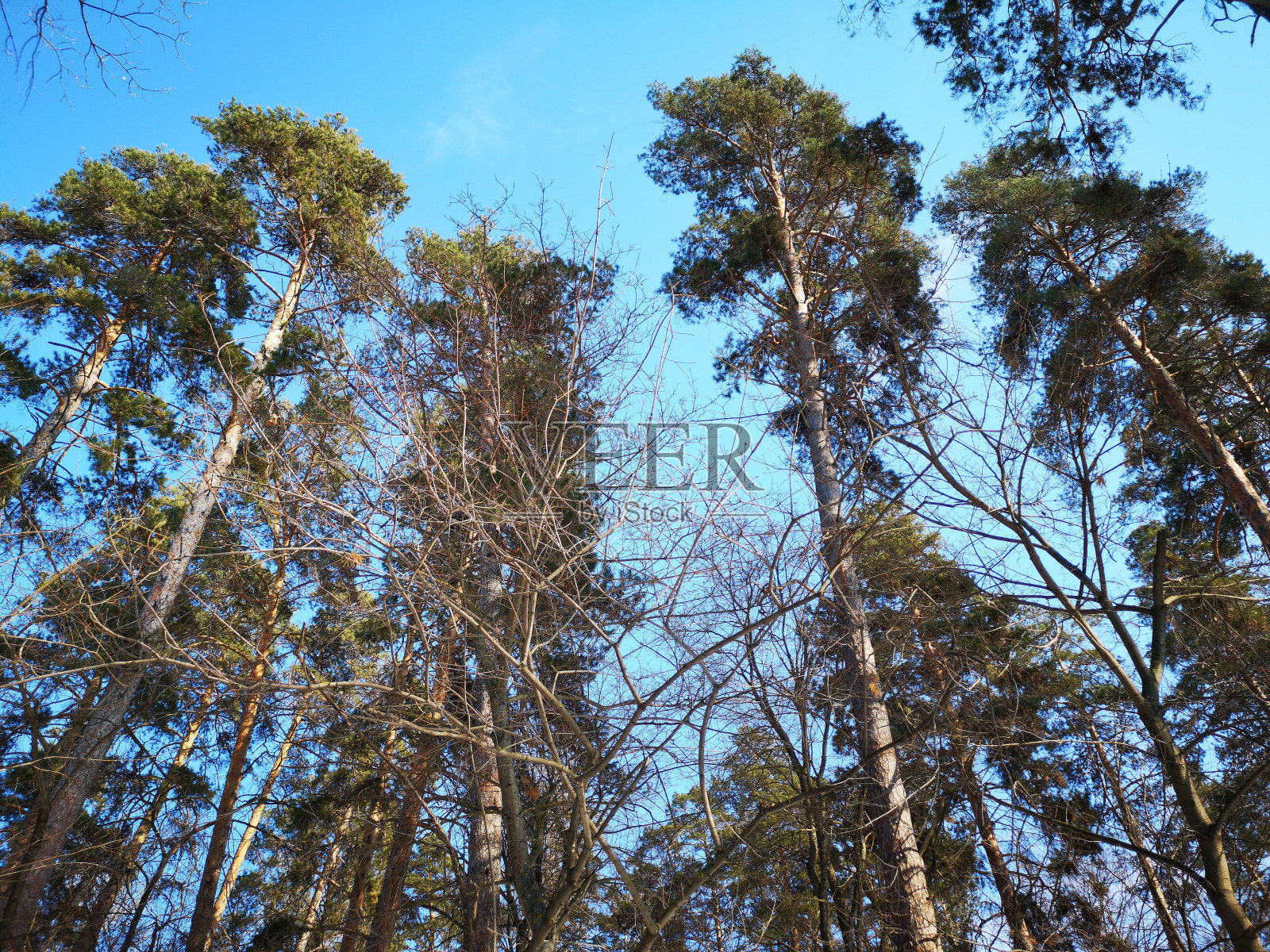 松枝在俄罗斯冬季森林景观中照片摄影图片
