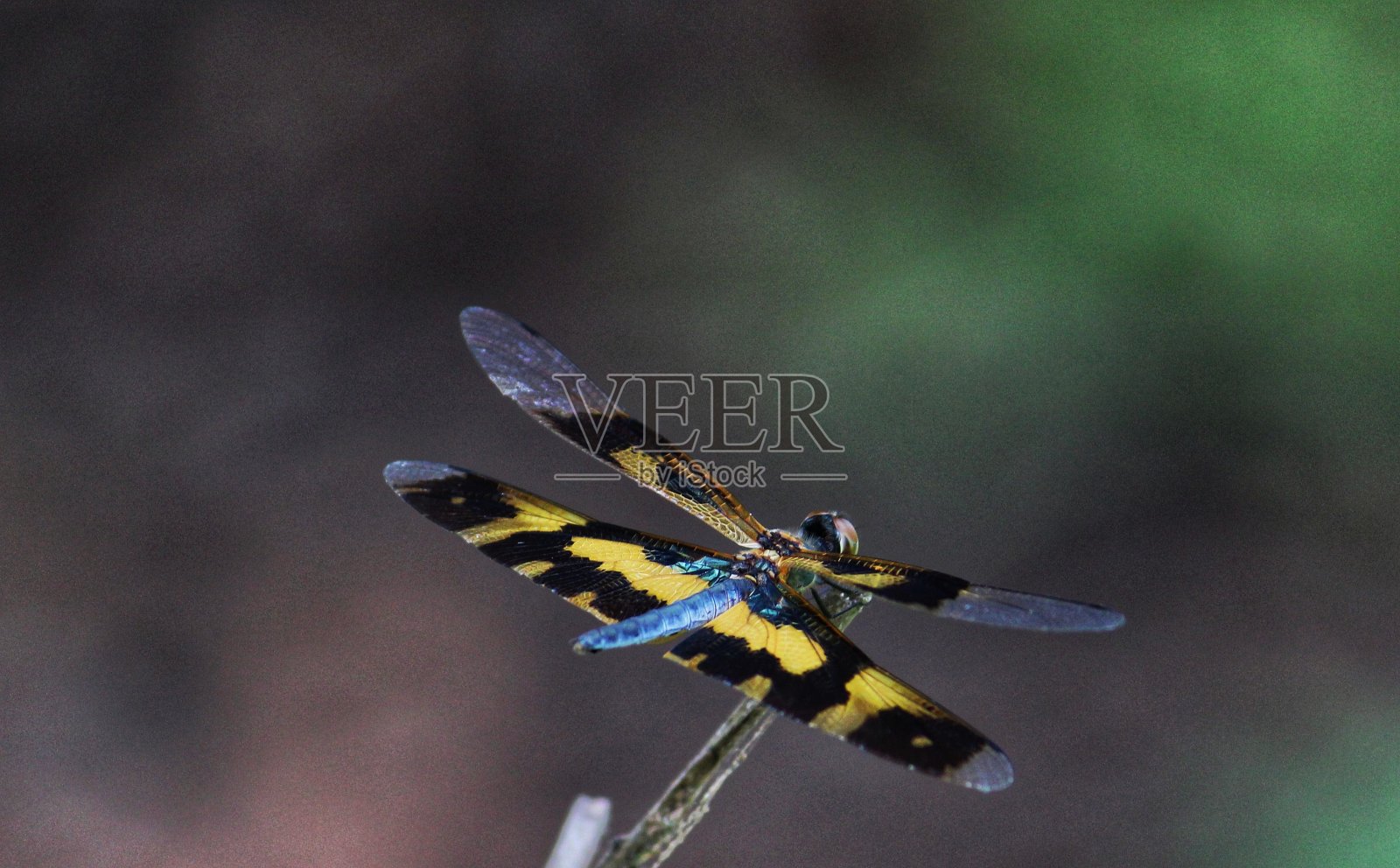 最美丽的蜻蜓照片在自然高清照片摄影图片